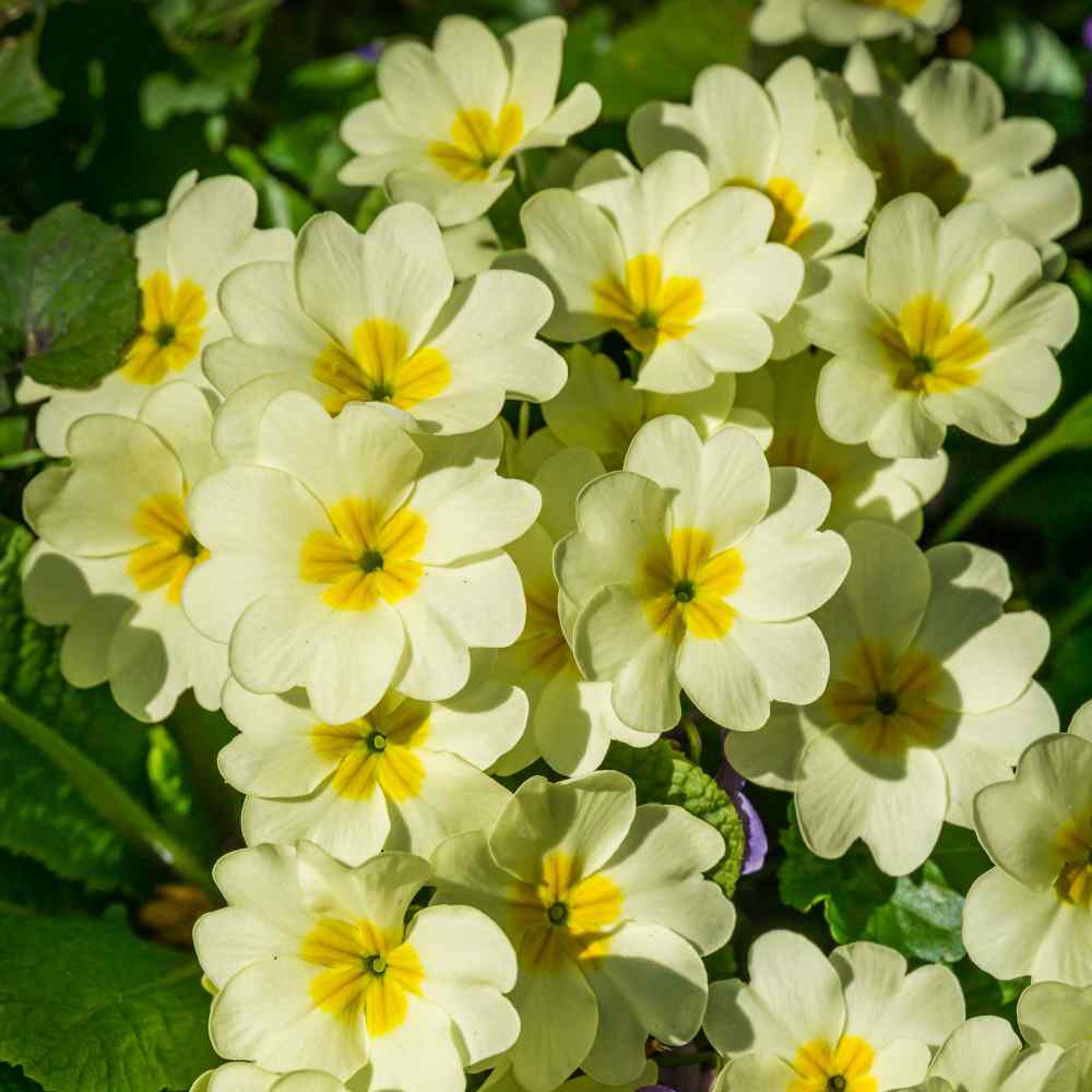 Common Primrose Yellow Golden Bloom Flower Seeds