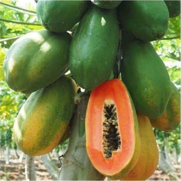 Compact papaya plant Dwarf Waimanalo ideal for small spaces