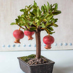 Compact pomegranate bonsai seeds for potted plants