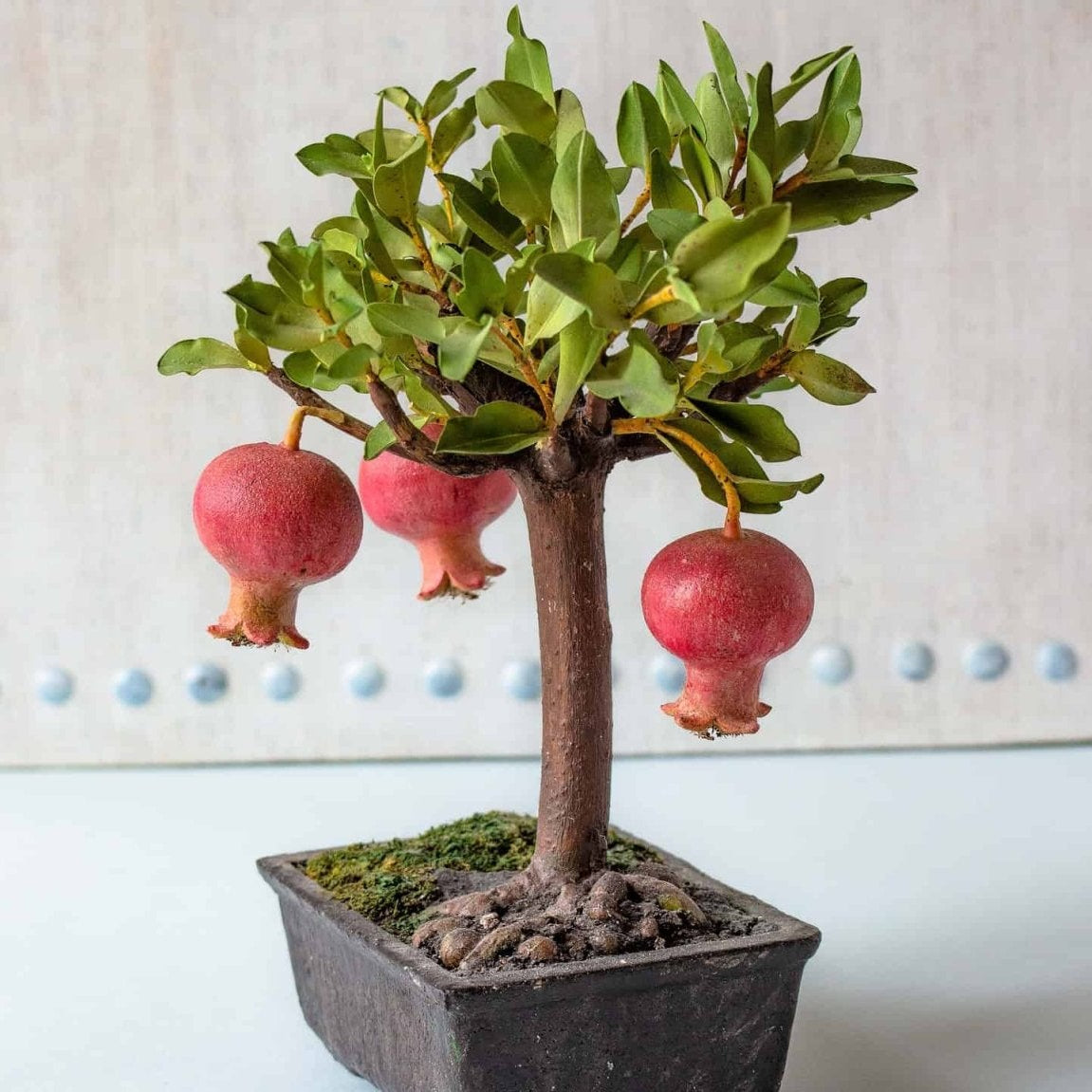 Compact pomegranate bonsai seeds for potted plants