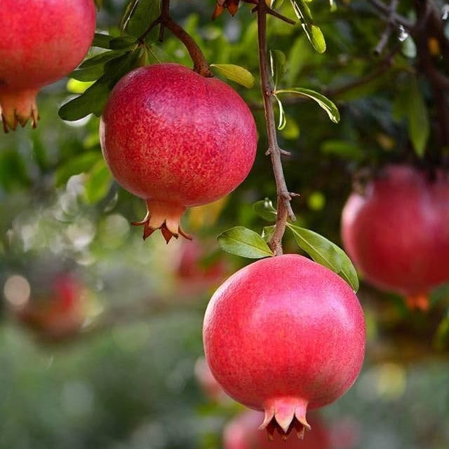 Compact pomegranate garden seeds for kitchen garden growers