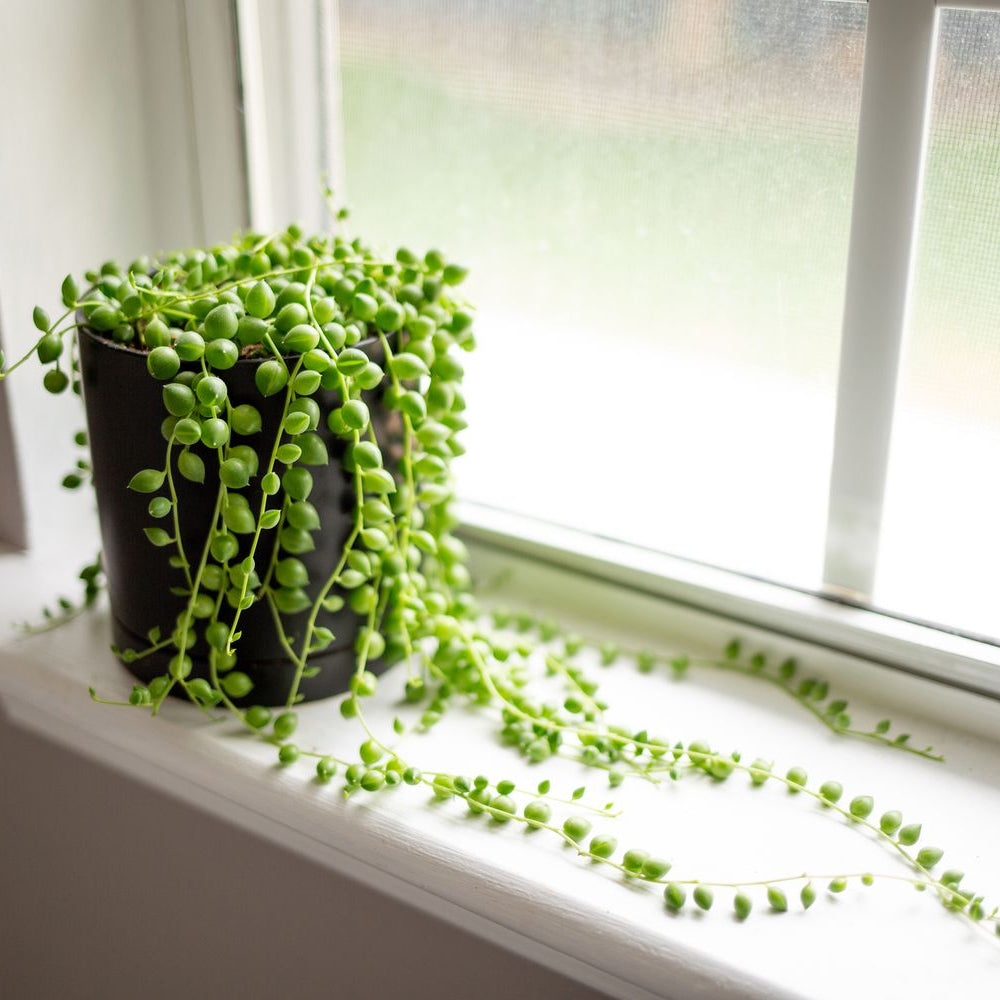 Compact spider plant seeds ideal for home and indoor gardens