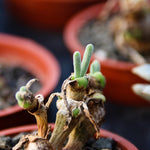 Compact decorative succulent seeds for small pots