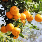 Compact tangerine seeds for small space garden planting