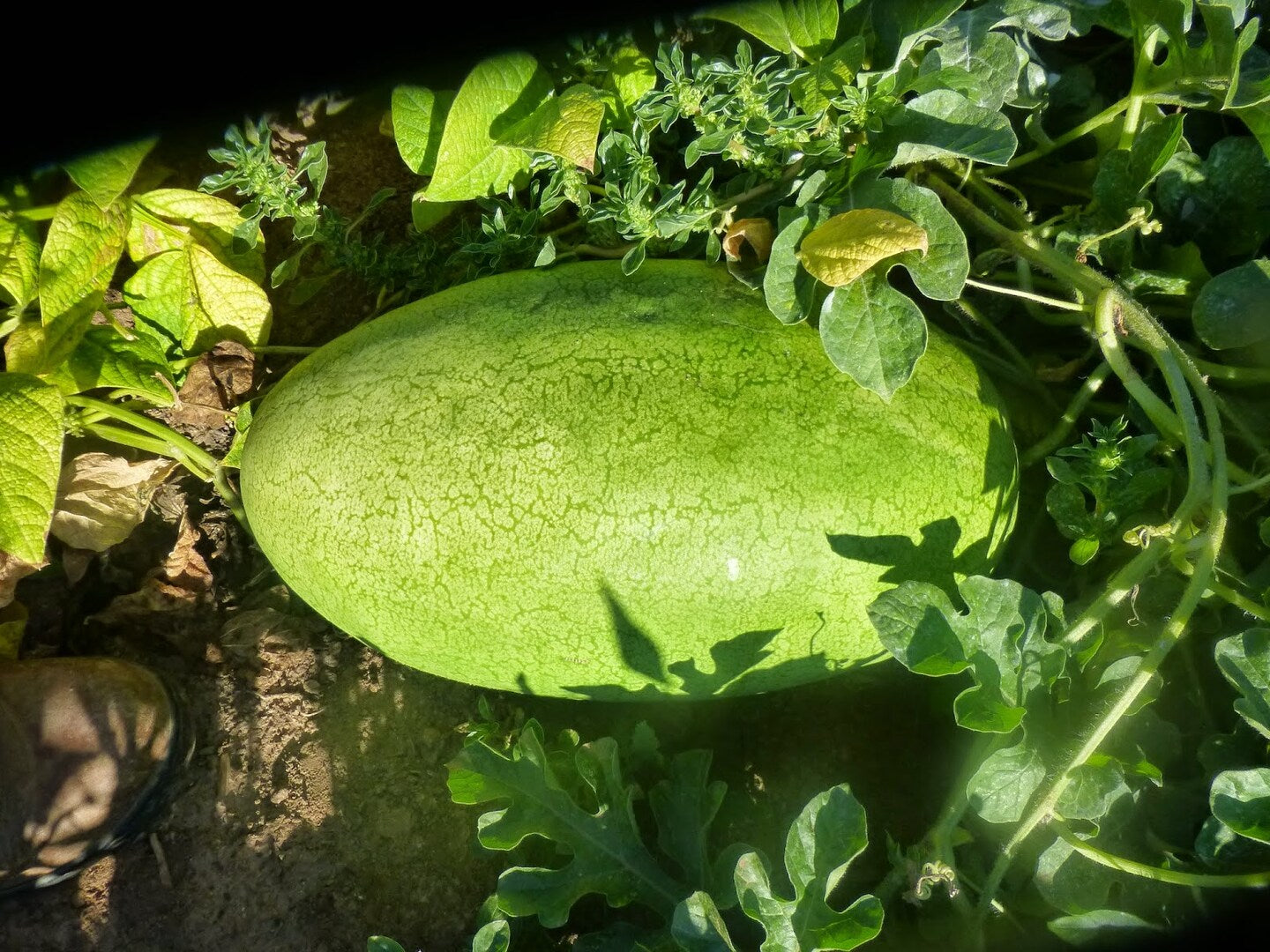 Compact watermelon seeds for small garden growing