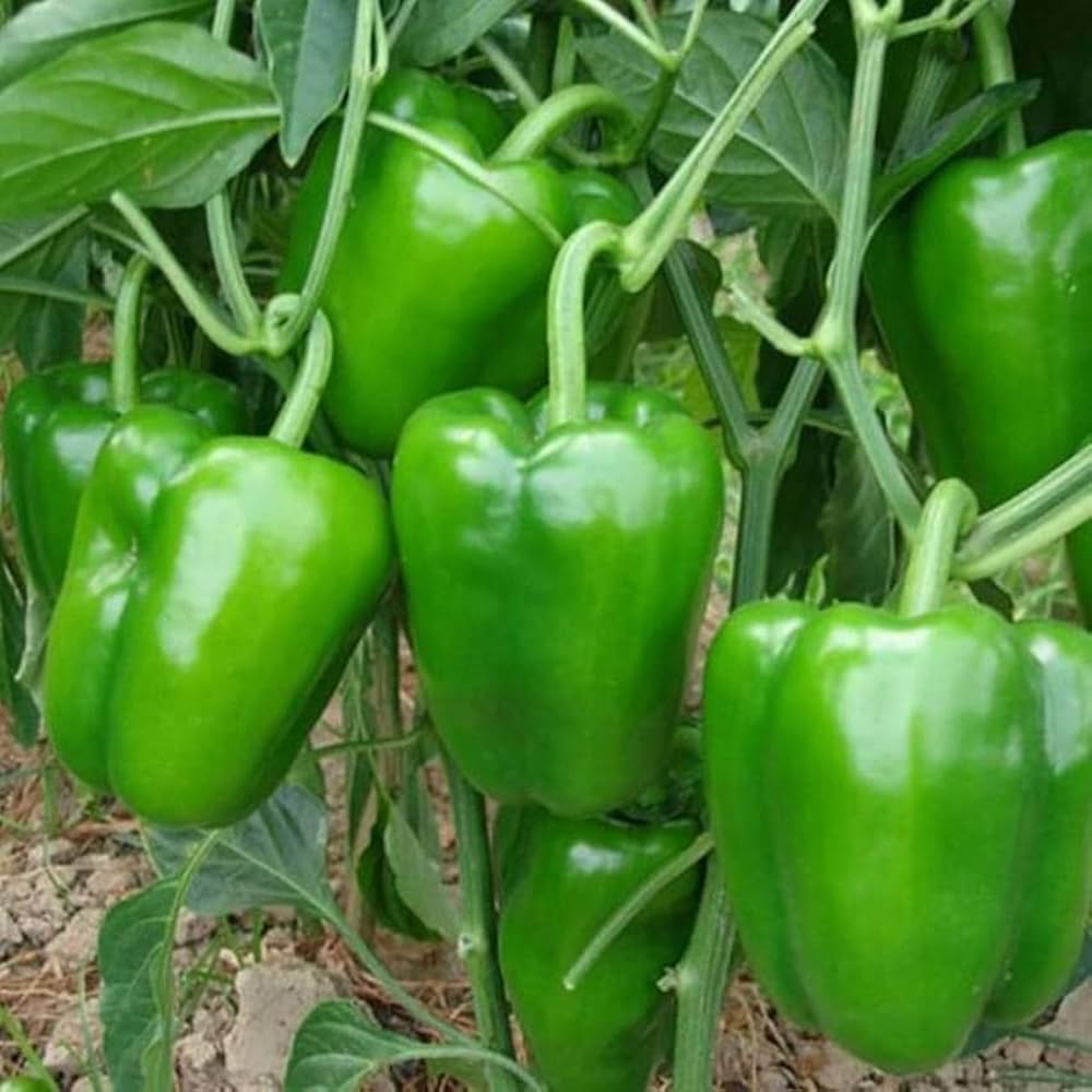 Concho Pepper seeds – Capsicum annuum with mild heat and rich flavor - Dharaseeds