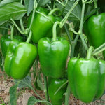 Concho Pepper seeds – Capsicum annuum with mild heat and rich flavor - Dharaseeds
