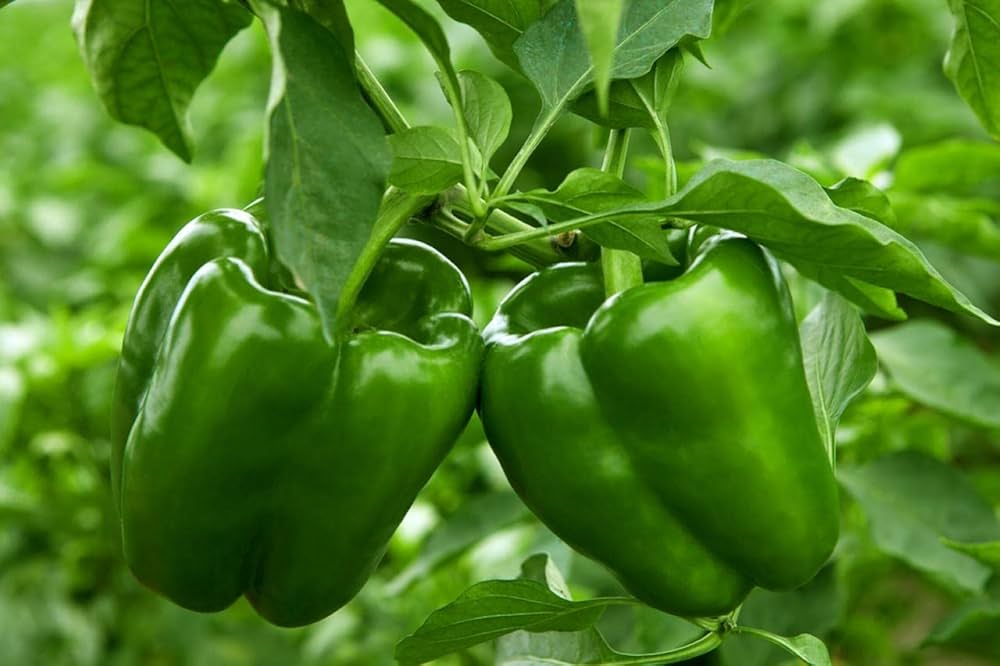 Concho Pepper seeds – Capsicum annuum with mild heat and rich flavor - Dharaseeds