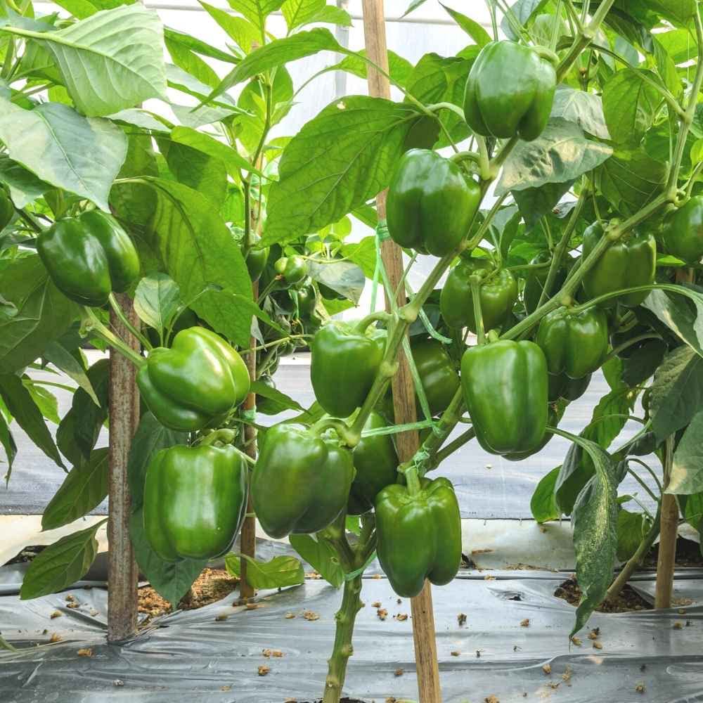 Concho Pepper seeds – Capsicum annuum with mild heat and rich flavor - Dharaseeds