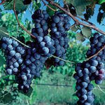 Concord Seedless Grape Vine seeds for planting in home garden