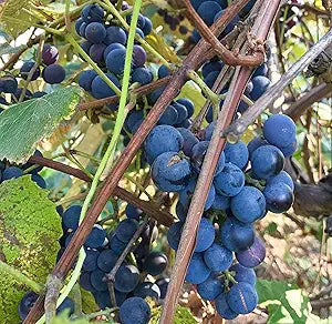 Concord grape cluster blue purple slip-skin grapes home orchard
