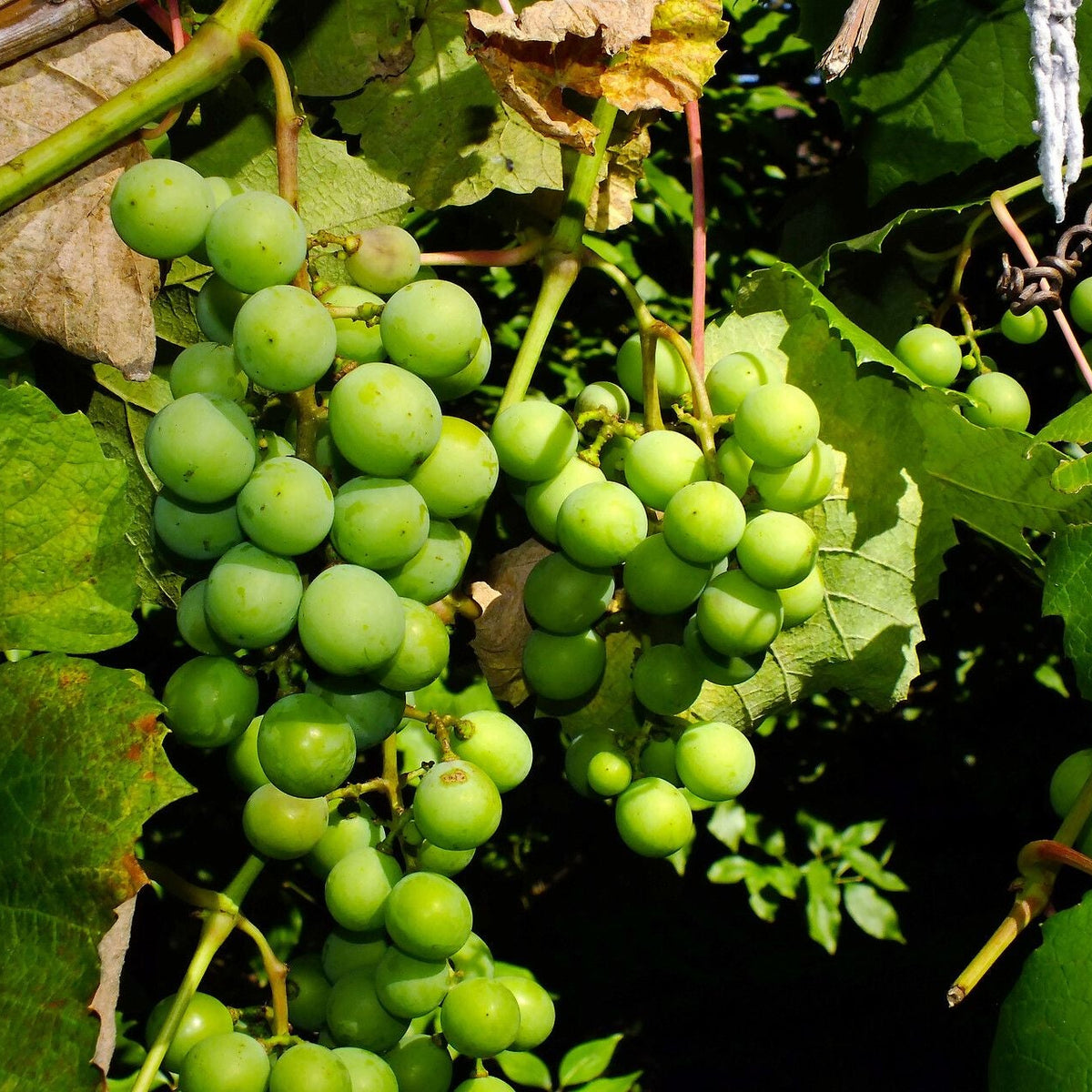 Concord grape leaf foliage Vitis labrusca hardy vine characteristics