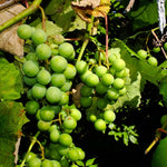 Concord grape leaf foliage Vitis labrusca hardy vine characteristics