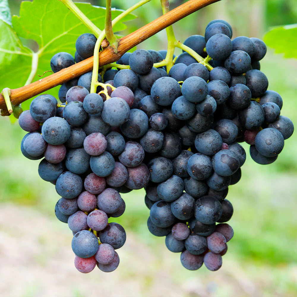 young Concord grape vine seedling planting home garden