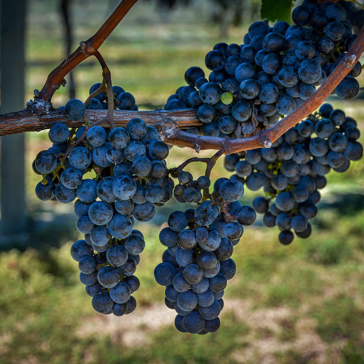 Concord grape seeds Vitis labrusca classic variety for home gardening