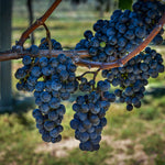 Concord grape seeds Vitis labrusca classic variety for home gardening