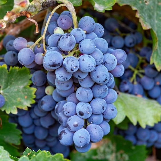 Concord grape vine on trellis full sun growth zones 4 to 9