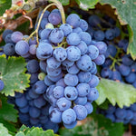 Concord grape vine on trellis full sun growth zones 4 to 9
