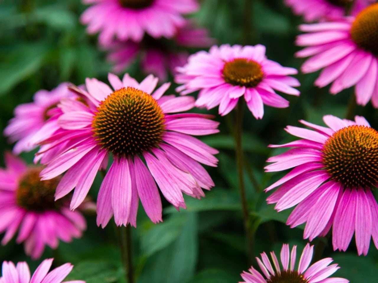 Echinacea Roots - Purple