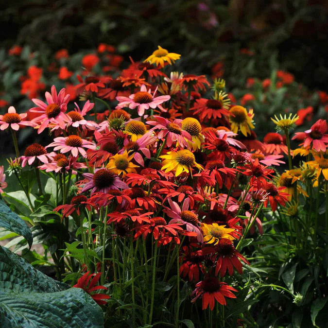 Coneflower Seeds - Cheyenne Spirit