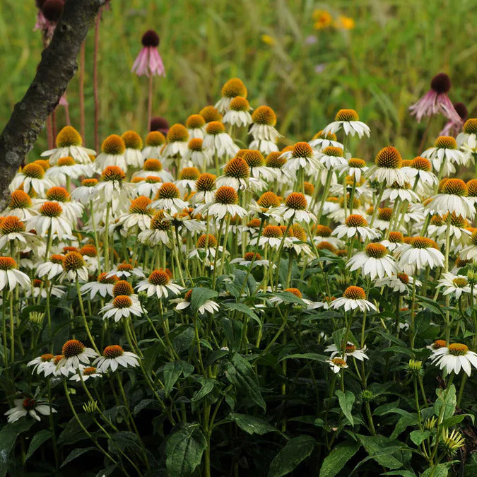 Coneflower Seeds - PowWow White