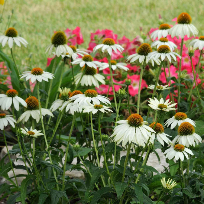 Coneflower Seeds - PowWow White