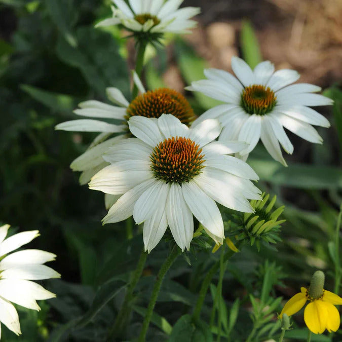 Coneflower Seeds - PowWow White