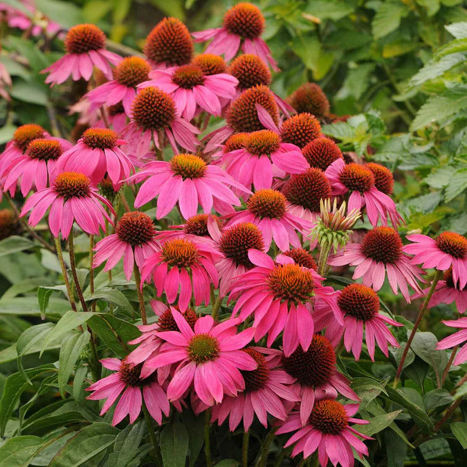 Coneflower Seeds - PowWow Wild Berry