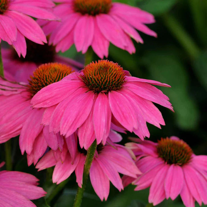 Coneflower Seeds - PowWow Wild Berry