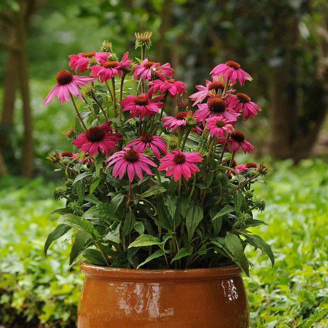 Coneflower Seeds - PowWow Wild Berry