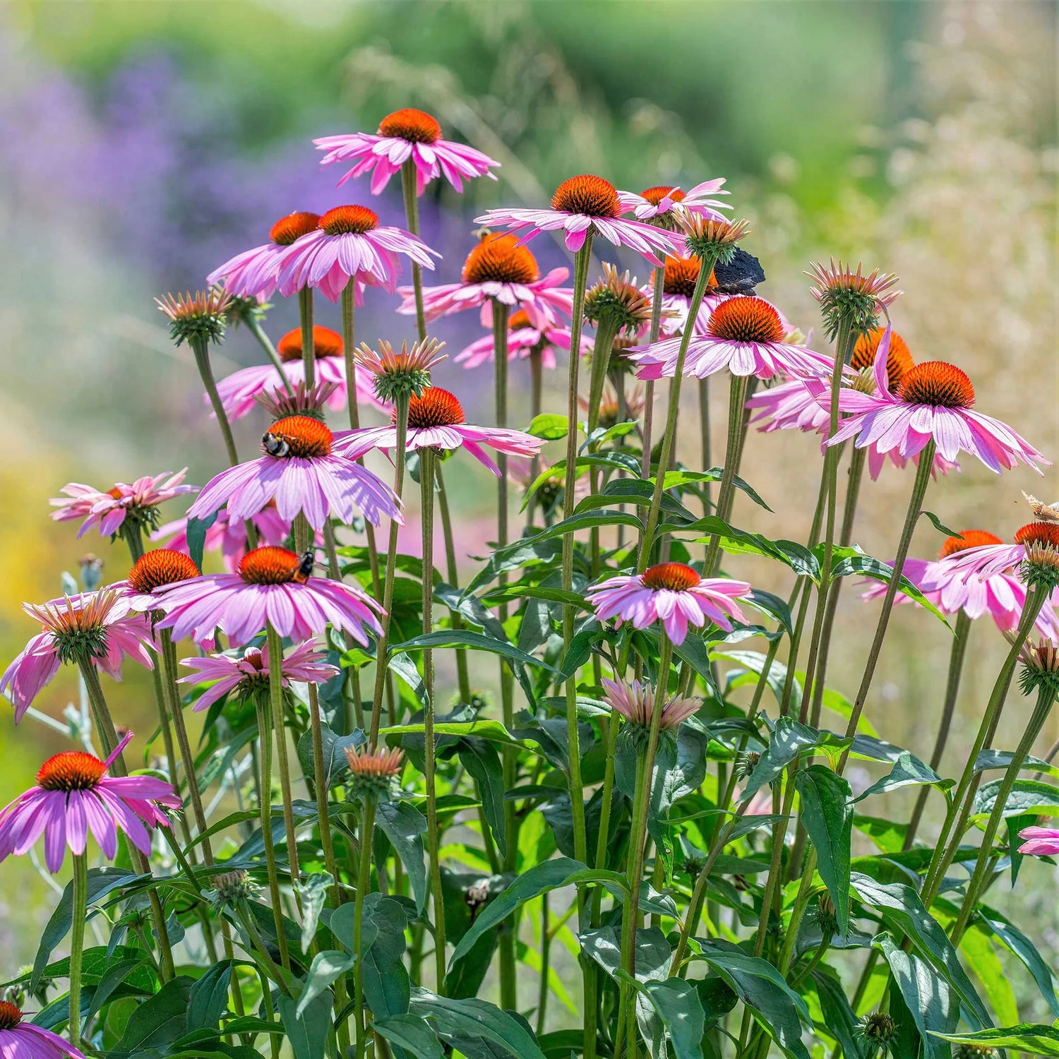 Purple Coneflower Seeds (Echinacea)