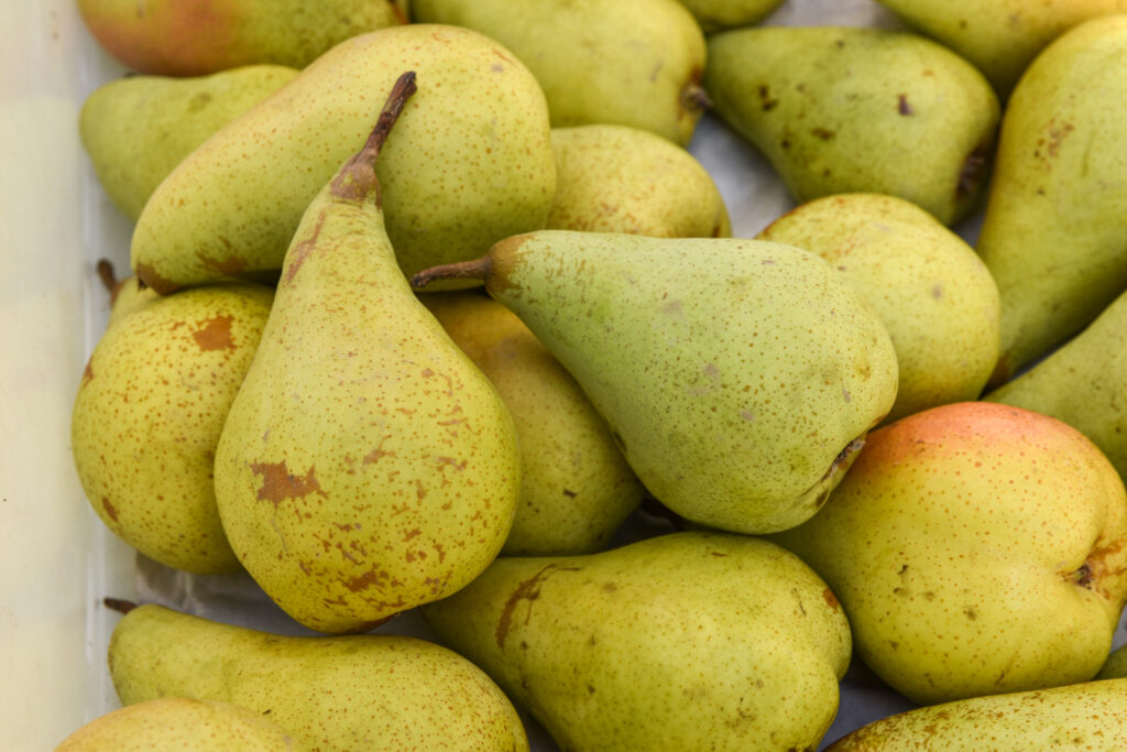 Common Pear Tree Seeds