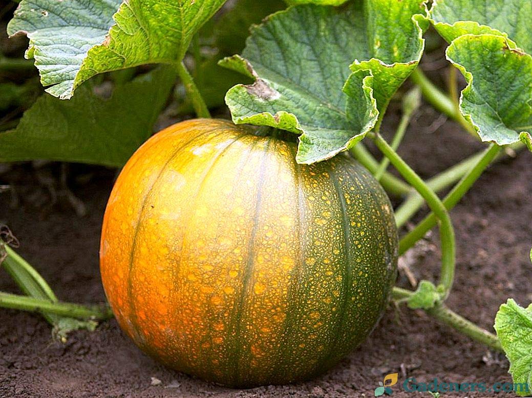 Connecticut Field Pumpkin seeds (Cucurbita pepo) – heirloom for carving or pie - Dharaseeds