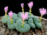 Conophytum Flower Seeds for Planting, Fresh, 100 Pcs - Dharaseeds