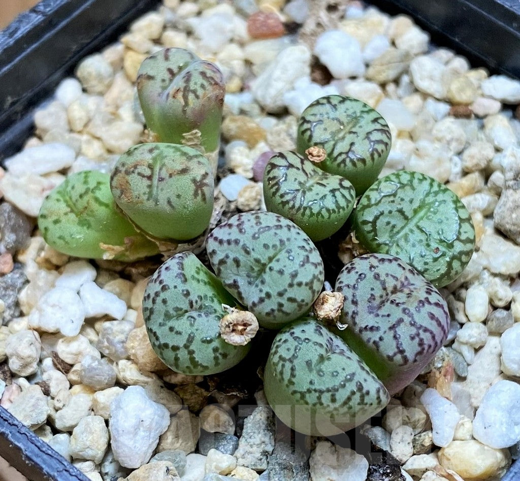 Conophytum Obcordellum seeds for planting