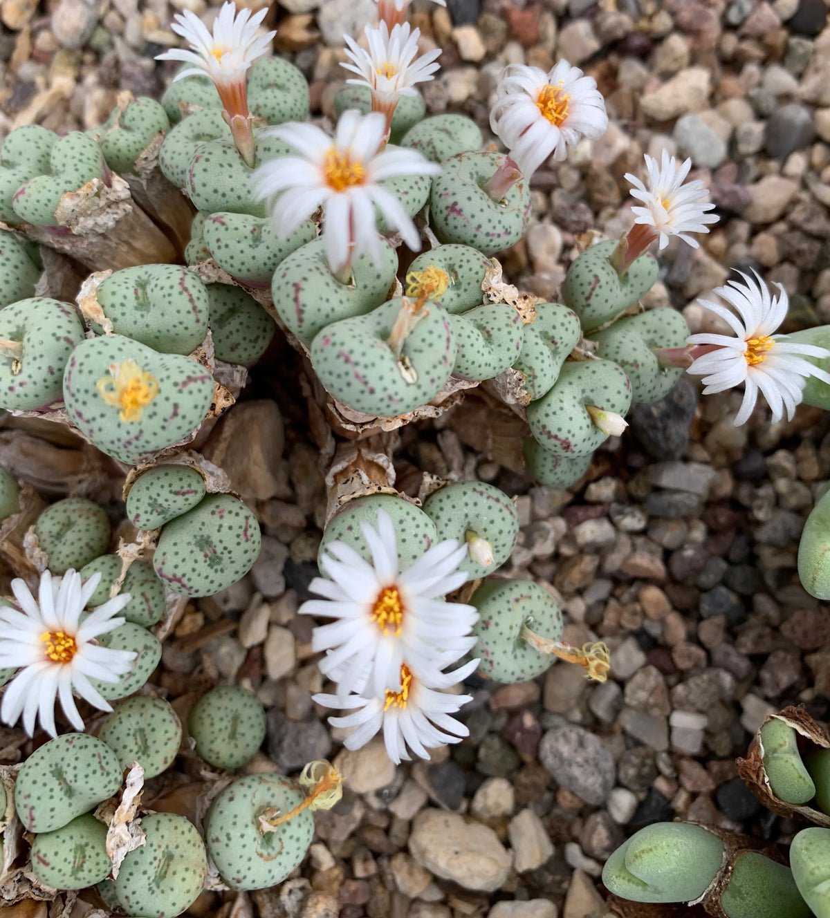 Conophytum succulent seeds for containers