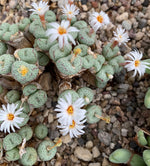 Conophytum succulent seeds for containers