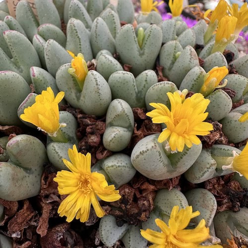 decorative plant seeds Heirloom Non-GMO Yellow Conophytum Flower Seeds for Succulent Gardens and Decorative  Planting