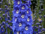 Consolida Fancy Blue and Purple Delphinium seeds – tall spire flowers - Dharaseeds