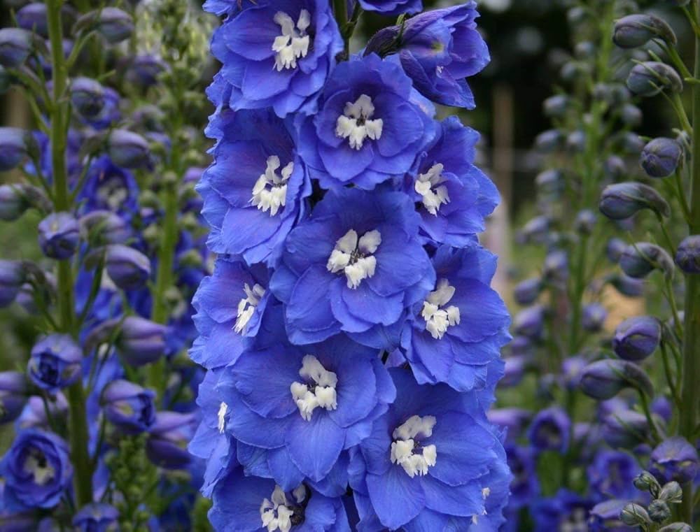 Consolida Fancy Blue and Purple Delphinium seeds – tall spire flowers - Dharaseeds
