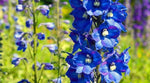 Consolida Fancy Blue and Purple Delphinium seeds – tall spire flowers - Dharaseeds