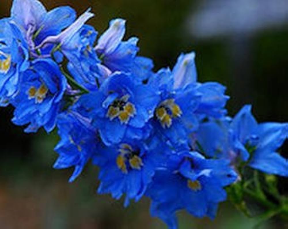 Consolida Fancy Blue and Purple Delphinium seeds – tall spire flowers - Dharaseeds
