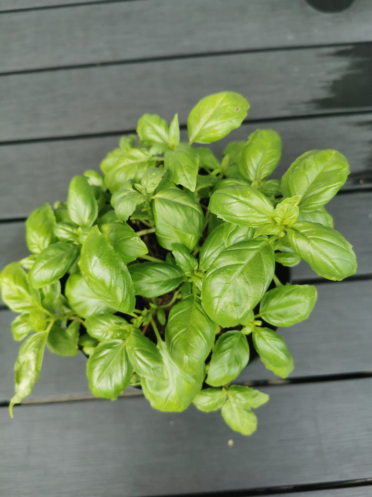 Container grown basil plant perfect for balcony gardening