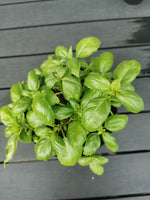 Container grown basil plant perfect for balcony gardening