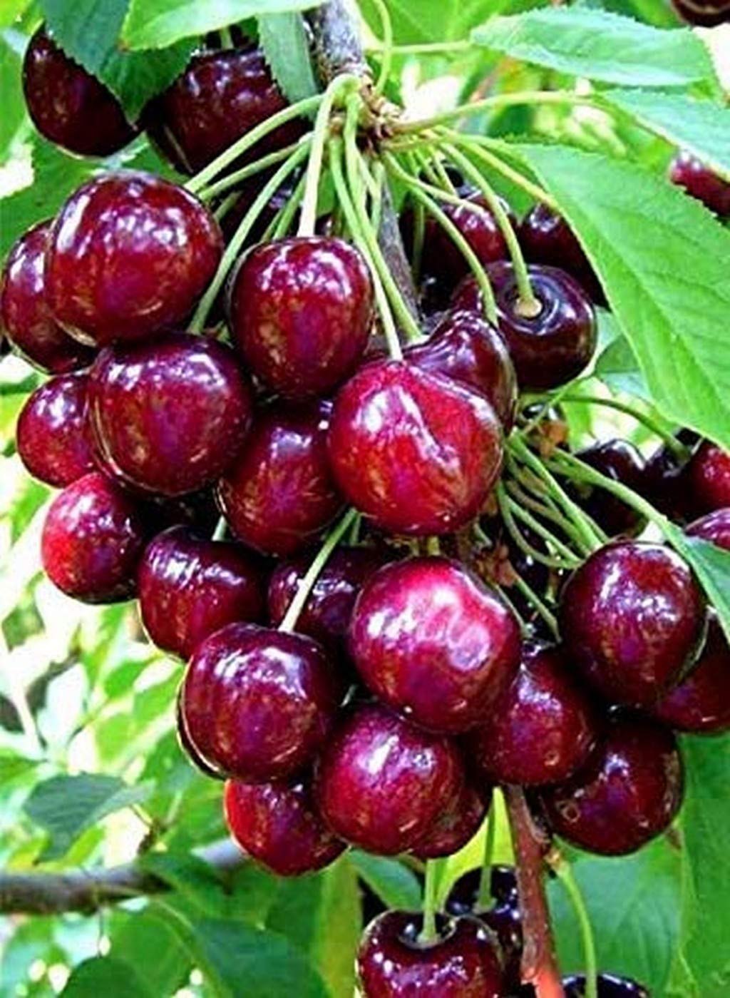 果物 HIROMI Cherry Seeds (US Common Name) – Hiromi Dwarf Cherry Tree, Heirloom