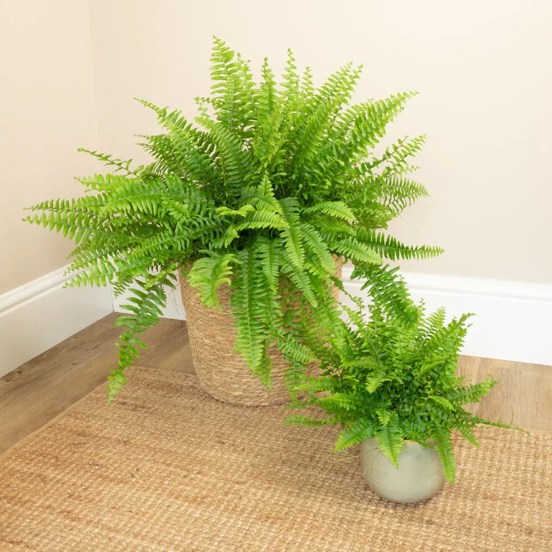 Container grown fern plant from premium seeds
