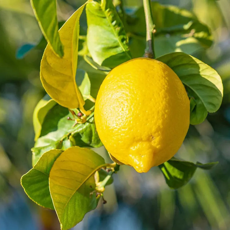 Lemon Rainbow seeds for container garden and orchard pots