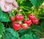 Container gardening strawberry seeds everbearing