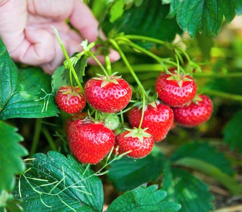 Container gardening strawberry seeds everbearing