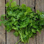 Cilantro seeds for kitchen garden and terrace gardening